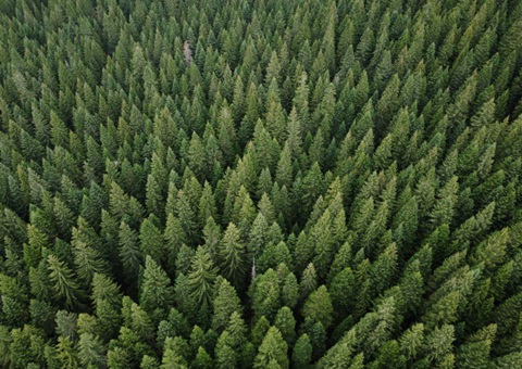 四川力争2030年森林储水能力抵达1000亿立方米