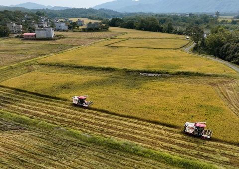 防城港市施展“土地综合整治+”效应  引发墟落振兴活力