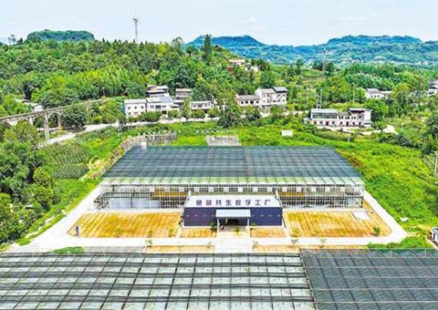 重庆：数智赋能  土地结出“智慧果”