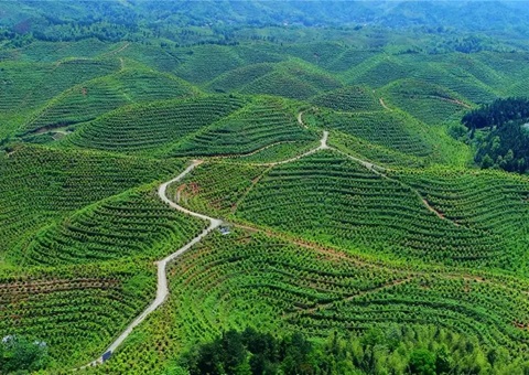 江西“三权分置”激活整体林区一池春水